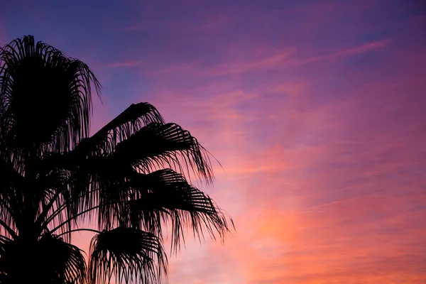 棕榈树轮廓 — 图库照片