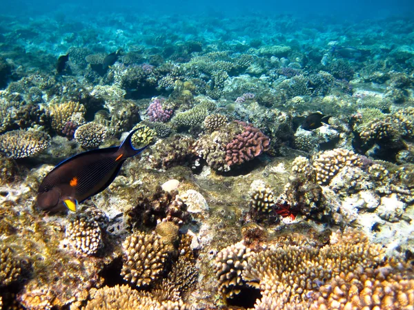 Morze Czerwone korale — Zdjęcie stockowe
