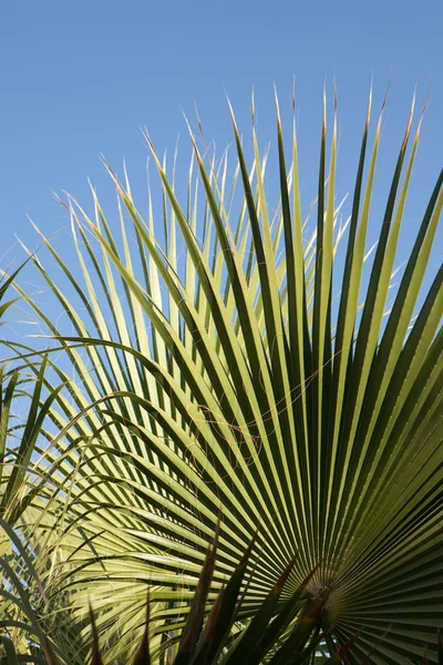 Feuille de palmier — Photo