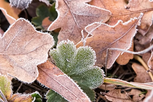 Frunzele congelate — Fotografie, imagine de stoc