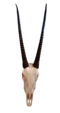 Skull of oryx clipart