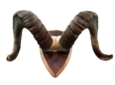 Horns of mountain sheep clipart