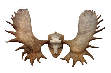 Horns of North Siberian Elk clipart