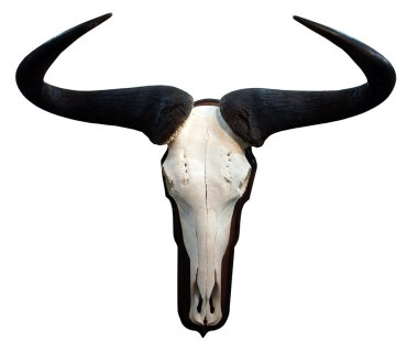 Skull of antelope clipart