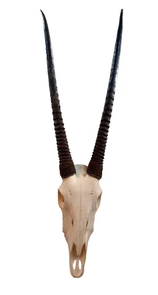オリックスの頭蓋骨 — ストック写真