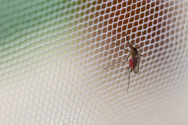 Mosquito. — Foto de Stock