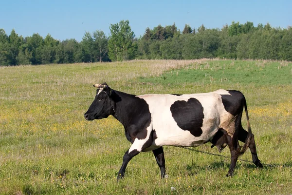 Vaca com coração negro — Fotografia de Stock