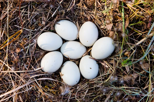 Œufs dans le nid — Photo