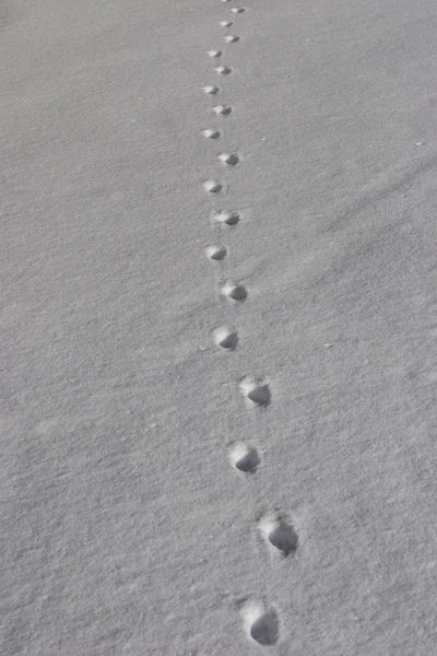 stock image Traces in the snow