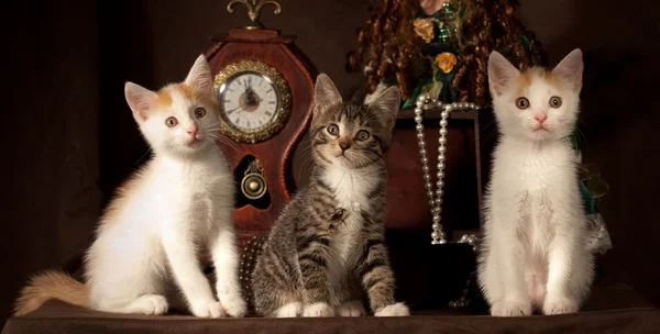 Üç yavru kedi — Stok fotoğraf