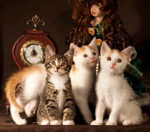 3 つの子猫 — ストック写真