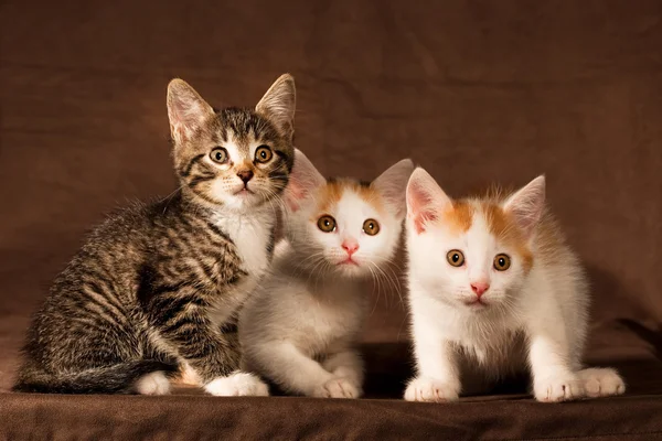 Tre gattini — Foto Stock