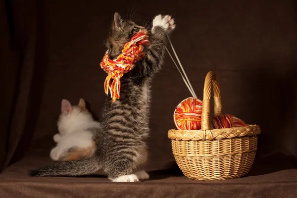 Kätzchen spielen — Stockfoto