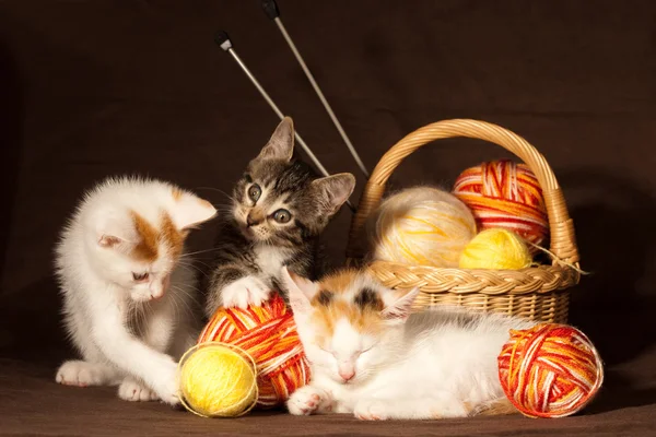 Üç yavru kedi — Stok fotoğraf