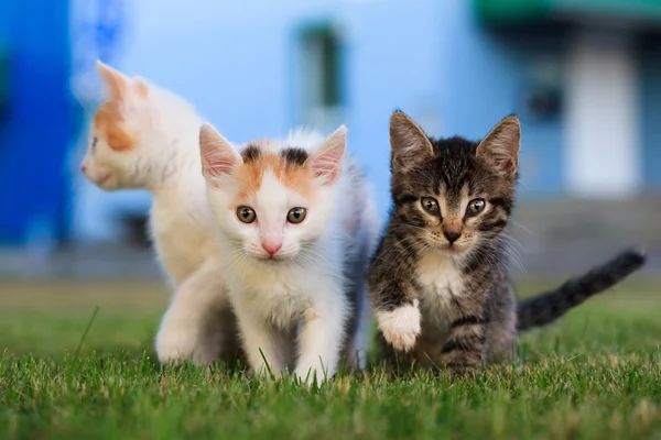 Three kitten — Stock Photo, Image