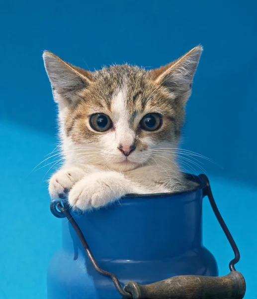 Kitten in milk can — Stock Photo, Image