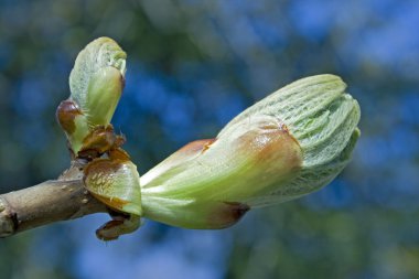 Chestnut bud clipart