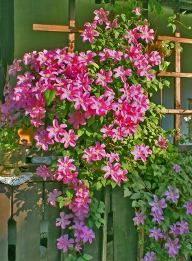 Flowers pergola clipart