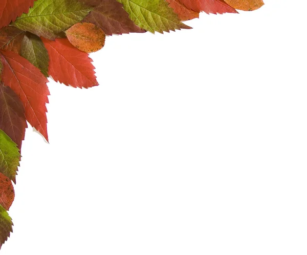 Autumn frame 01 — Stock Photo, Image