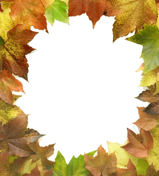 Autumn frame 05 — Stock Photo, Image