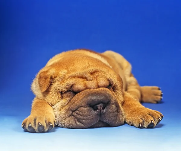 バセット子犬 — ストック写真