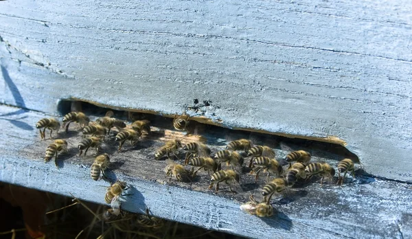 蜜蜂 — 图库照片