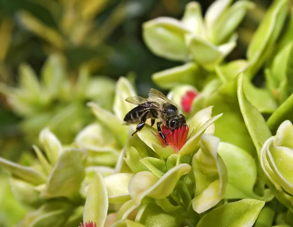 Pszczoła w kwiat — Zdjęcie stockowe