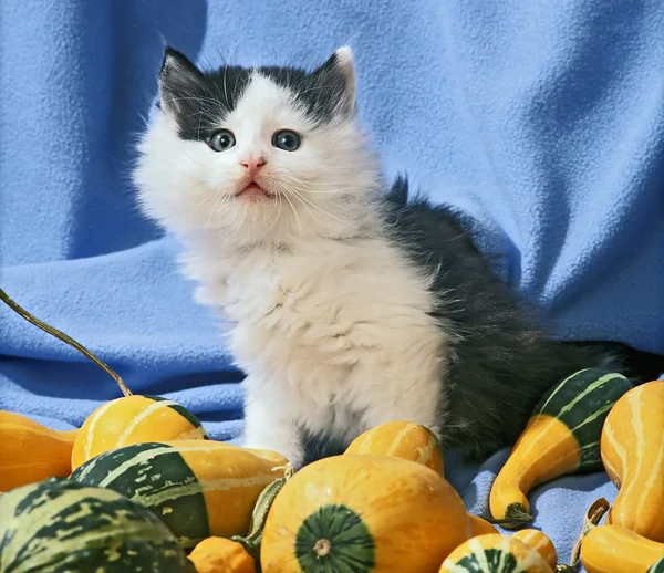 Kitten in blue — Stock Photo, Image