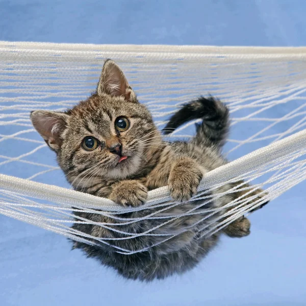 Gatto in amaca — Foto Stock