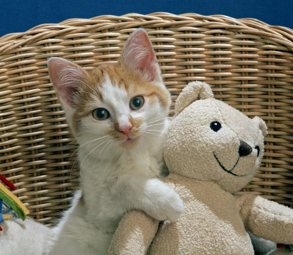 Cat with teddy bear — Stock Photo, Image