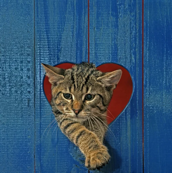 Cat in heart hole — Stock Photo, Image