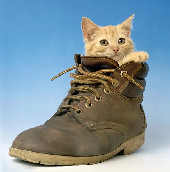 Gatto in una scarpa — Foto Stock