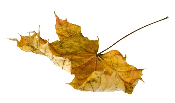 죽은 잎 — 스톡 사진