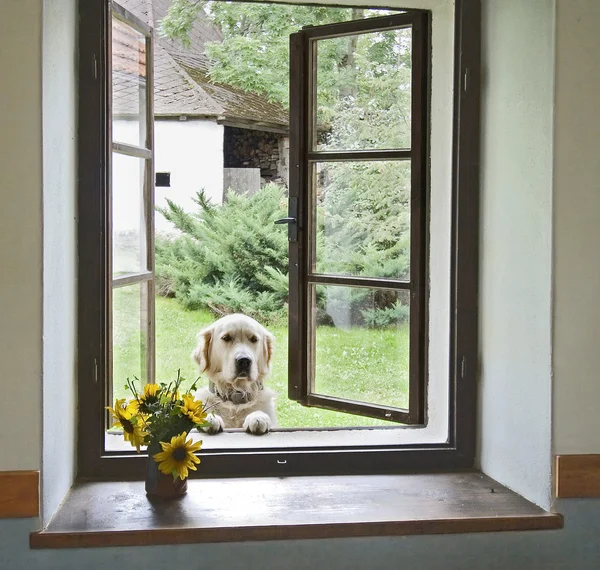 stock image Dog in window