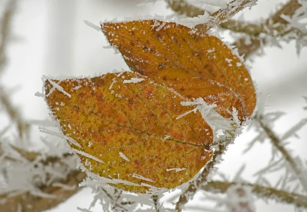 Bevroren bladeren — Stockfoto