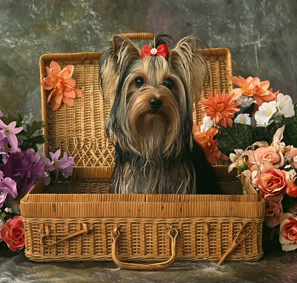 Dog in a wattle case Stock Image