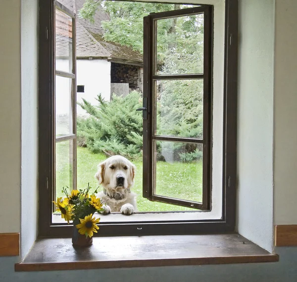 Hund im Fenster Stockbild