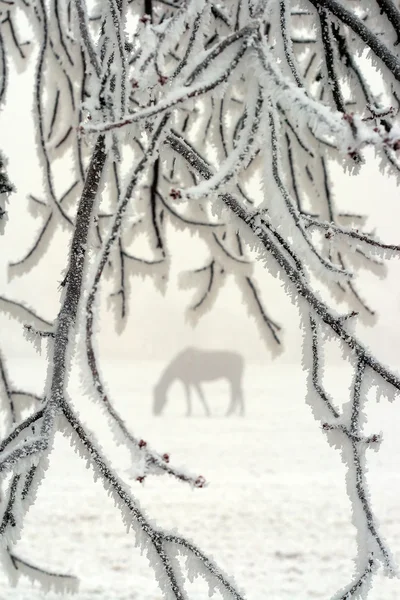 Pferd im Winter Stockbild