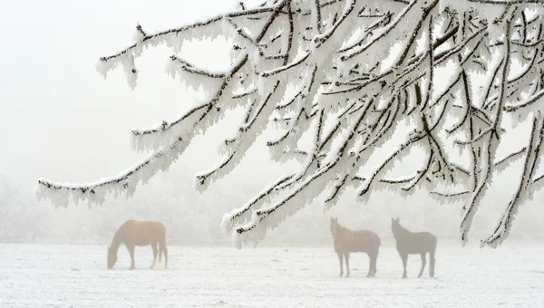 Коні в зимовий період Ліцензійні Стокові Зображення
