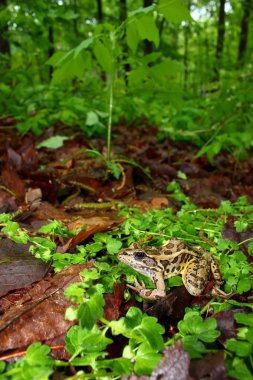 Pickerel Frog (Rana palustris) clipart