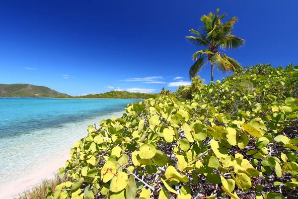 Rundvlees eiland strand - Maagdeneilanden — Stockfoto