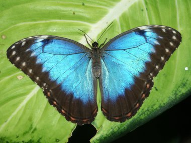 Blue Morpho Butterfly clipart