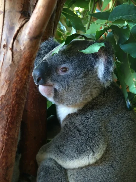 Koala (Phascolarctos cinereus) — Stock Photo, Image