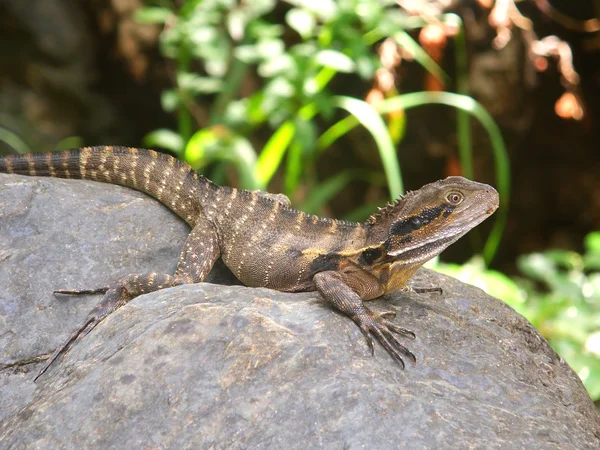 stock image Australian Water Dragon (Physignathus lesueurii)