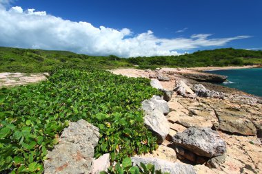 Guanica Reserve - Puerto Rico clipart