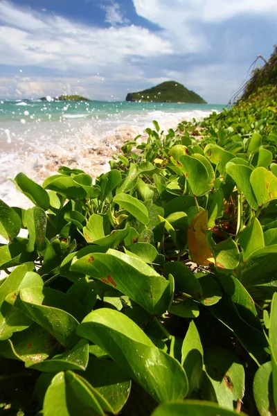 Anse de Sables Beach - Saint Lucia — Stock Photo, Image