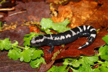 Marbled Salamander (Ambystoma opacum) clipart