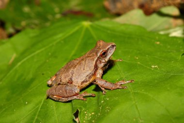 Bahar Peeper (Pseudacris crucifer)