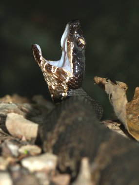 Yılan (bakır piscivorus)