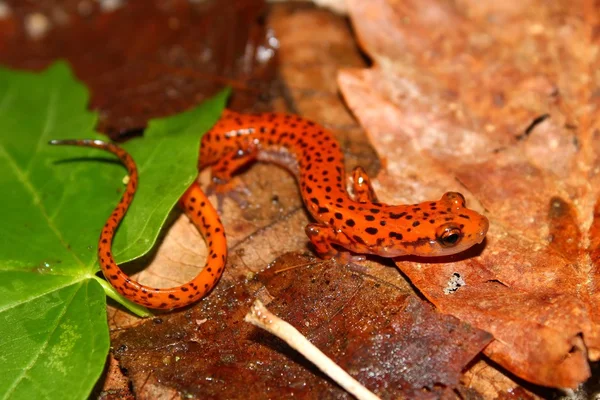 Cave Salamander (Långsvansad lucifuga) — Stockfoto